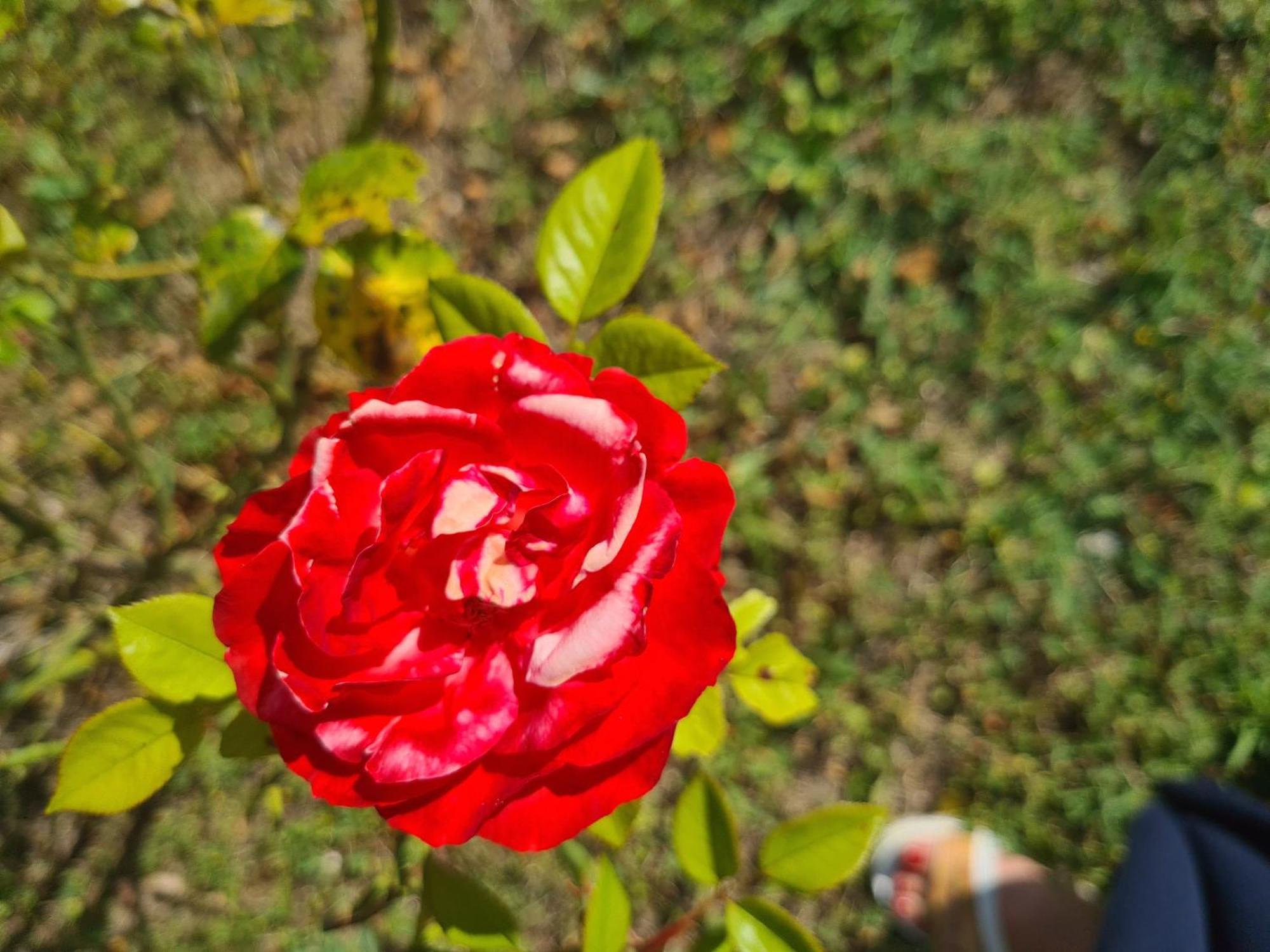 Dolce Alba Acomodação com café da manhã Montecastrilli Exterior foto